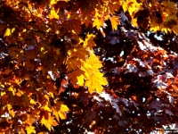 05659ls - Leaves and trees at home   Each New Day A Miracle  [  Understanding the Bible   |   Poetry   |   Story  ]- by Pete Rhebergen